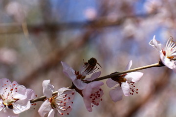 桃花蜜蜂