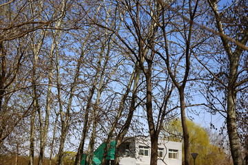 春季蓝天小树林