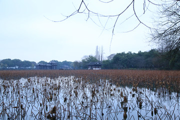 杭州曲院风荷秋景