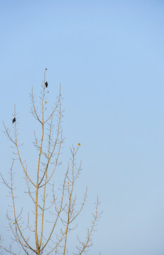 树上乌鸦