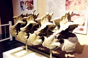 脊骨化石