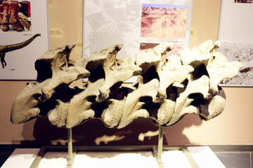 脊骨化石