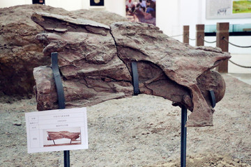 颈椎化石