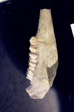 短角丽牛下颌骨