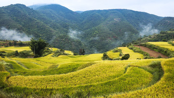 高原风光之梯田秋色