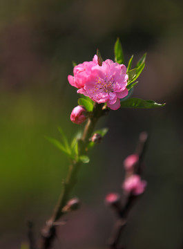 树木园的桃花