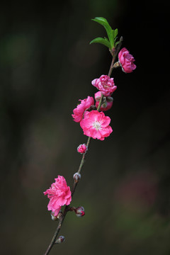 树木园的桃花