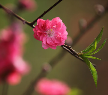 树木园的桃花