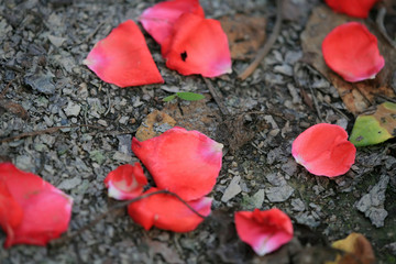 玫瑰花瓣