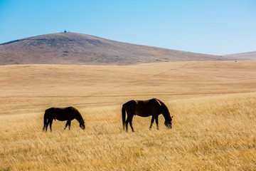 秋季草原吃草的马