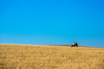 秋季草原一峰骆驼