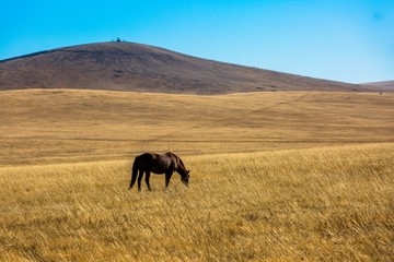 秋季草原一匹马