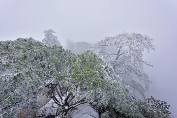 黄山松