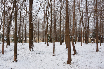 杉树林雪景