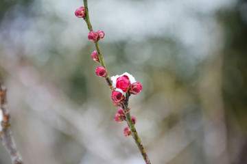 红梅花苞