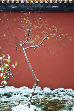 雪后红墙腊梅树
