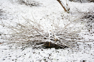 雪后树枝柴