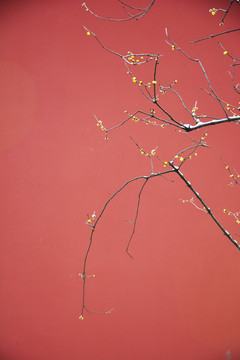 红墙腊梅枝