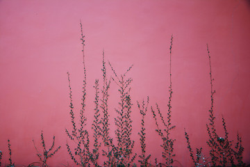 红墙藤曼植物