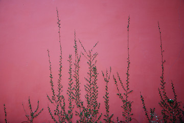 红墙与藤蔓植物