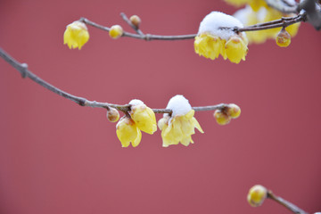 雪后红墙腊梅