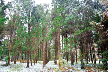 雪后松树林