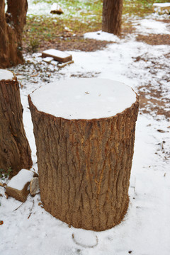 雪后树桩