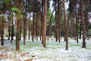 雪后松树林