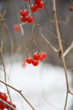 干枝上的红果
