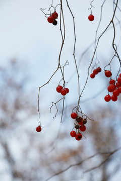 干枝上的红果