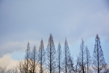 水杉树与天空