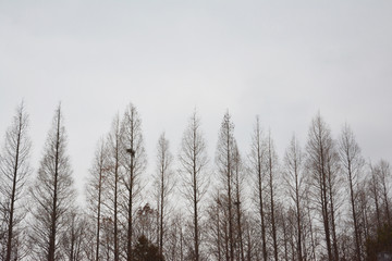 冬天的水杉