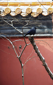 枝头上黑色小鸟