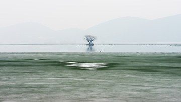 冬季云龙湖中的一棵树