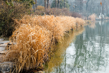 大明湖冬景