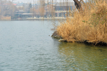 大明湖冬景