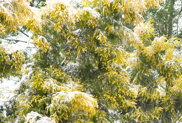 大雪雪景针叶树