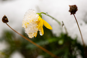 雪地里的小花