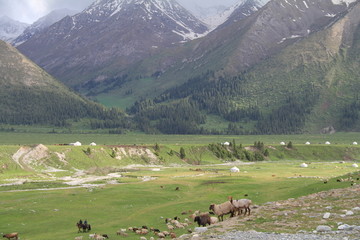 新疆草原放牧雪山