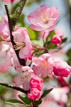 春暖花开