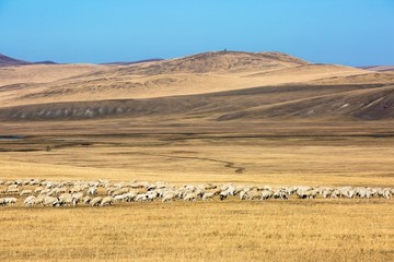 秋季丘陵草原羊群