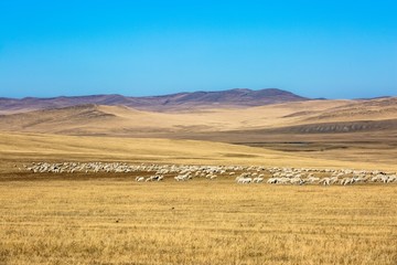 丘陵草原羊群牧场