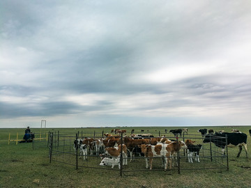 草原牛群围栏