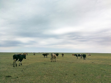 春季草原牛群