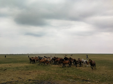 春季草原蒙古族套马