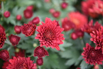 菊花