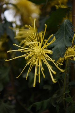 菊花