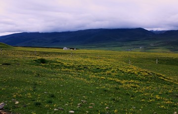 毛娅草原