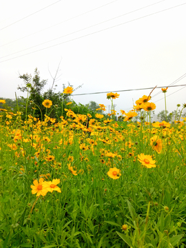 金鸡菊花海