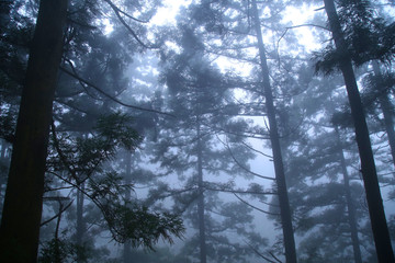 森林云雾庐山